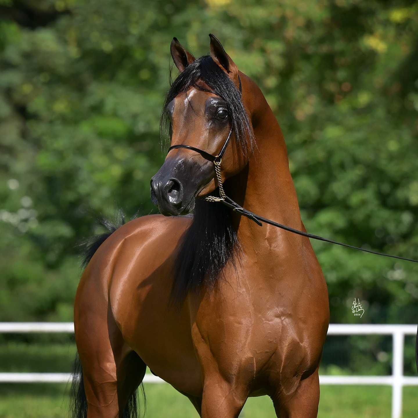 EL MAESTRO — Stallion · 6y